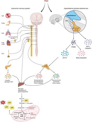 Biomarkers for assessing pain and pain relief in the neonatal intensive care unit